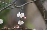 花无缺与小鱼儿(花无缺与小鱼儿的传世佳话)